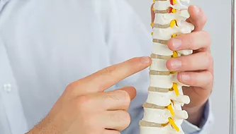 Chiropractor pointing towards model spine